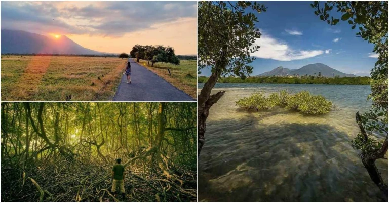 Taman Nasional Baluran Panduan Dan Aktivitas Wisata Yang Menarik