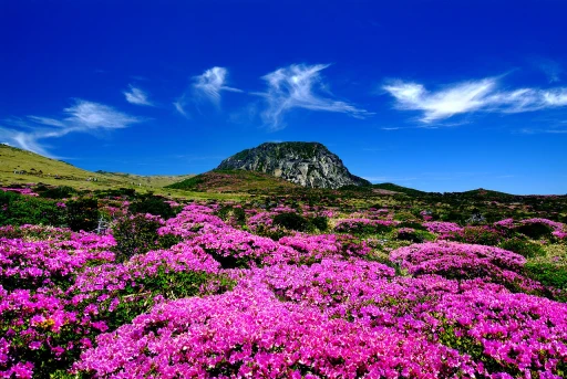 image for article 13 Tempat Wajib Kunjung di Jeju Island (Updated 2023)