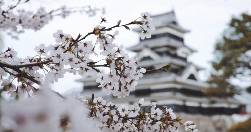 image for article Panduan Liburan Menyambut Musim Sakura Di Jepang Yang Harus Kamu Tahu