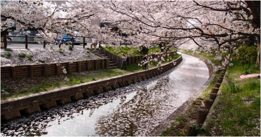image for article Prediksi Mekar Bunga Sakura Taiwan 2023 Yang Harus Kamu Tahu!