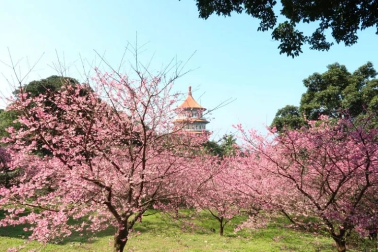 taiwan cherry blossom 2023
