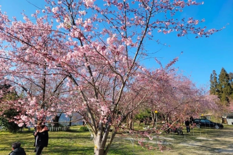 taiwan cherry blossom 2023 | prediksi mekar bunga sakura taiwan 2023