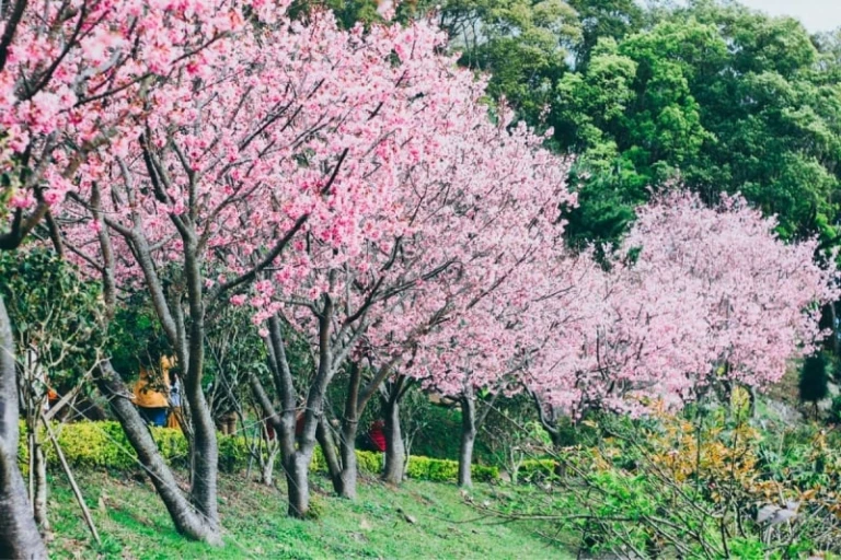 prediksi mekar bunga sakura taiwan 2023