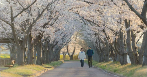 image for article Prediksi Mekar Bunga Sakura Korea Selatan 2023 Yang Tidak Boleh Kamu Lewatkan