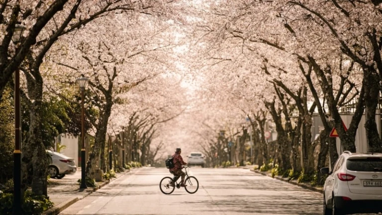 jeju island south korea cherry blossom 2023 prediksi mekarnya bunga sakura korea selatan 2023