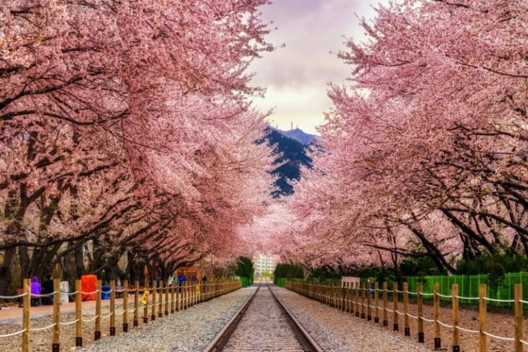 jinhae cherry blossoms