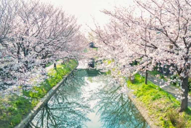 cherry blossoms japan 2023: kyoto