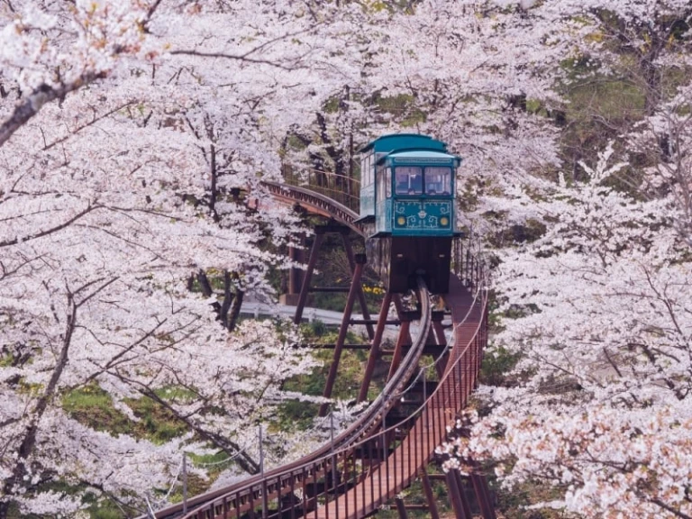 sakura japan 2023: miyagi prediksi mekar bunga sakura jepang 2023
