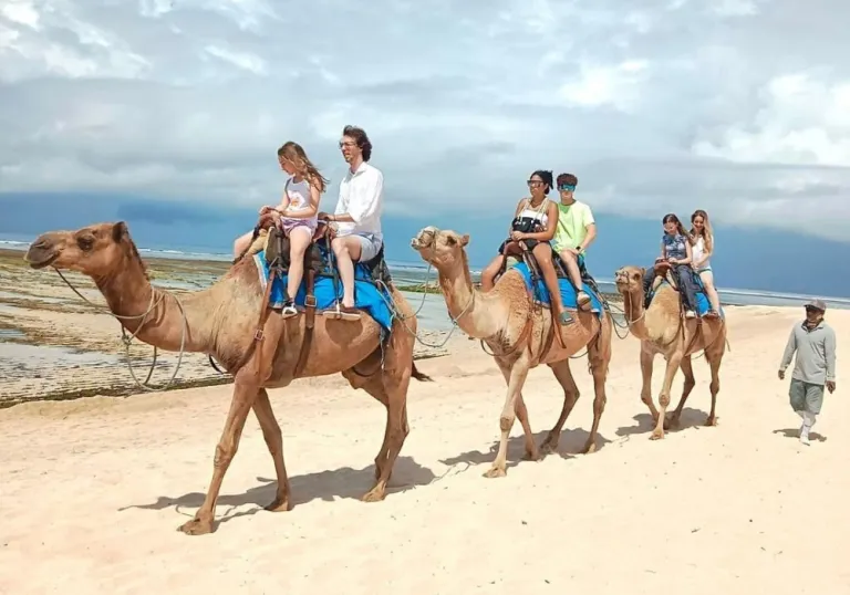 Bali Camel Safari - Wisata Nusa Dua BaliInstagram Bali Camel Safari