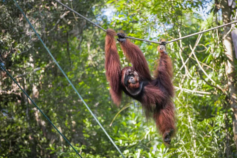 Semenggoh Nature Reserve