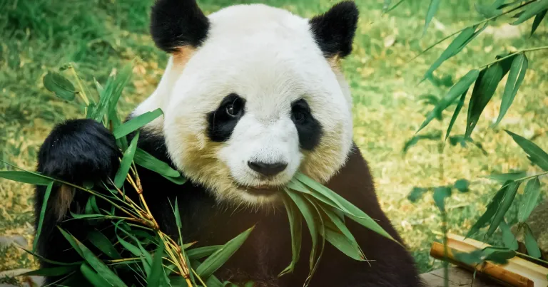 Wisata Populer Macau - Macao Giant Panda Pavilion