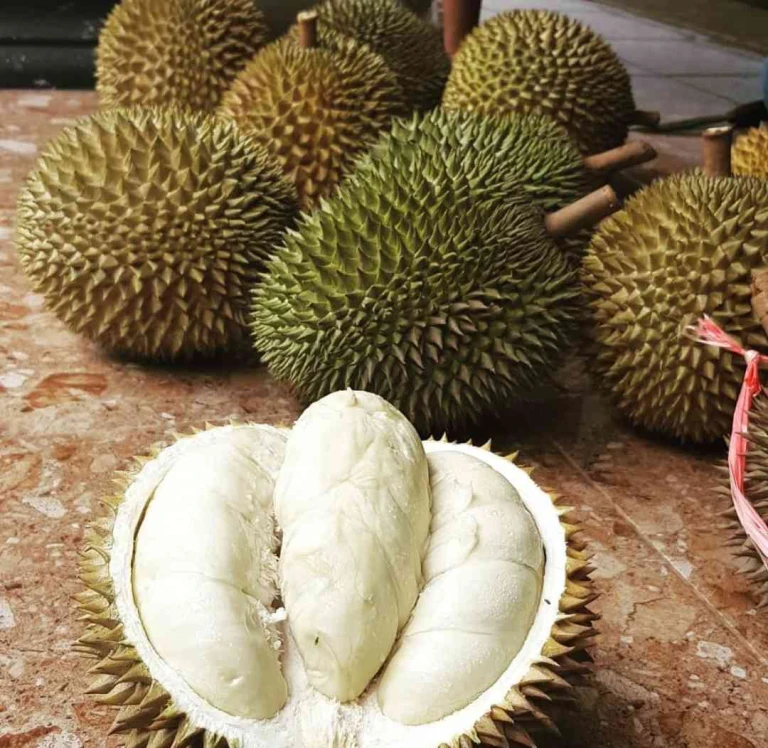 wisata durian di indonesia