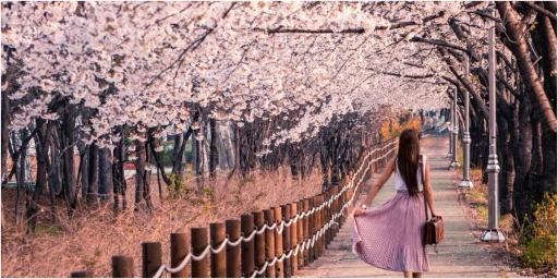 image for article Musim Sakura Di Jepang Pada 2021 Yang Bakal Kamu Lewatkan