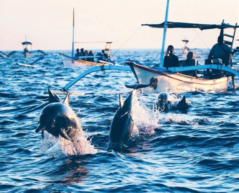 tempat melihat lumba-lumba,hiu,dan paus