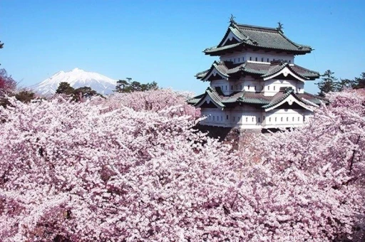 image for article Itinerary Wisata Jepang Untuk Melihat Pemandangan Terbaik Mekarnya Sakura Mulai April!