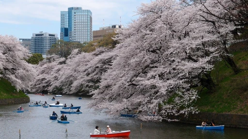 image for article Bunga Sakura Di Jepang Bakal Mekar Lebih Awal