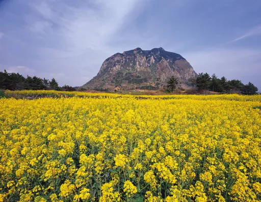 Pulau Jeju