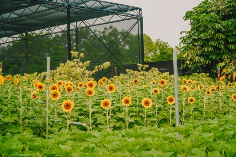 Fasilitas Gratis di Bandara Changi Singapura - Sunflower Garden