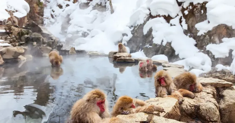 Wisata Musim Dingin Jepang - Jigokudani Monkey Park