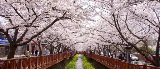 image for article Prediksi Jadwal Sakura Korea 2020: Kapan & Di Mana?