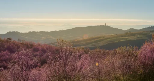 image for article Tidak Hanya Jepang, 10 Negara Ini Juga Punya Sakura