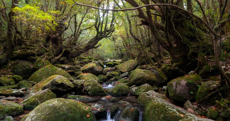 Wisata Ghibli Jepang - Shiratani Unsuikyoumah