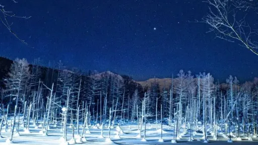 image for article Pohon Birch yang Ikonik di Hokkaido Jepang, Akan Ditebang Untuk Kurangi Over Tourism 