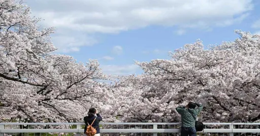 image for article Tradisi Saat Musim Sakura Di Jepang Yang Perlu Kamu Tahu