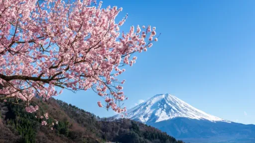 image for article Tempat Melihat Bunga Sakura Awal Musim Dingin di Jepang