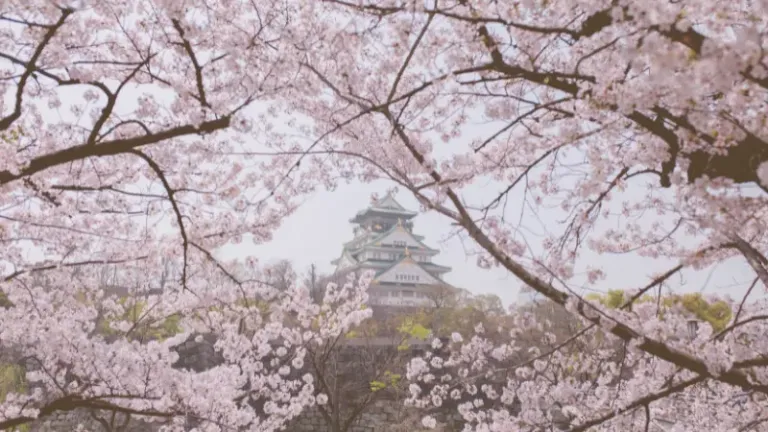 10 Festival Bunga Sakura di Jepang, Wajib Datang Tahun Ini