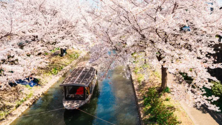 10 Hidden Gem di Kyoto Untuk Lihat Sakura Lebih Syahdu