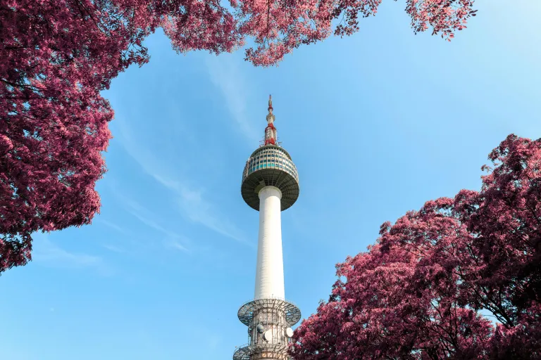 Tempat Melihat Sakura Seoul - Namsan Tower