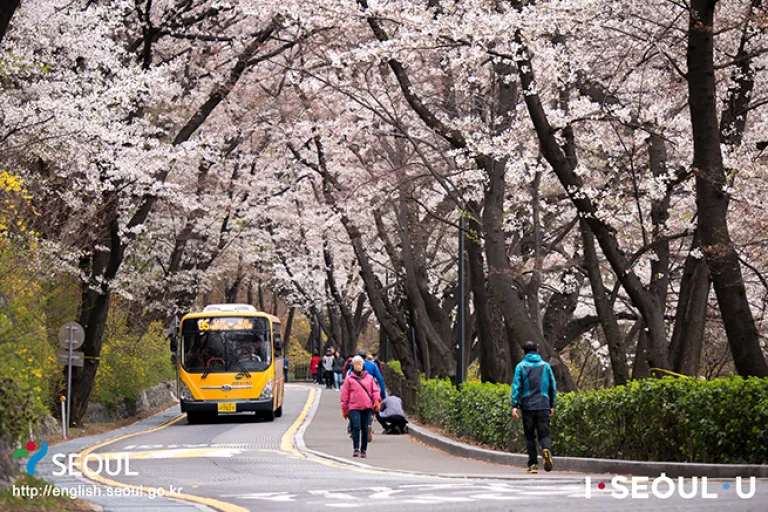 Tempat Melihat Sakura Seoul - Namsan Park 