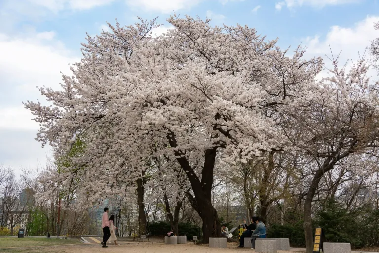 Tempat Melihat Sakura Seoul - Seoul Forest Park