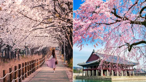 image for article 12 Tempat Terindah Melihat Sakura di Seoul, Korea Selatan Wajib Dikunjungi Saat Musim Semi