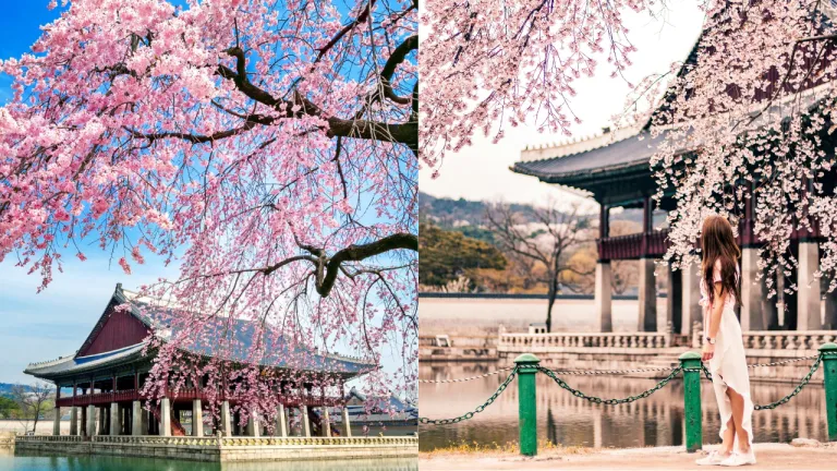 Tempat Melihat Sakura Seoul - Gyeongbokgung Palace