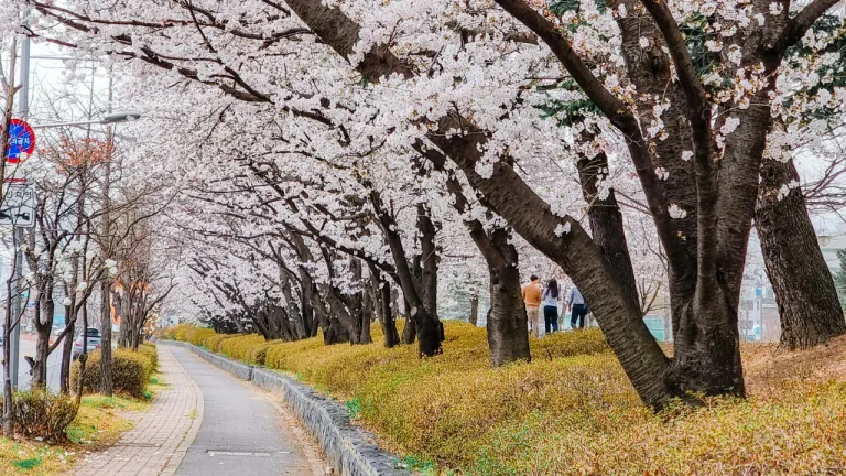 Tempat Melihat Sakura Seoul - Yeouido Hangang Park