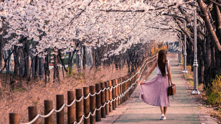 Tempat Melihat Sakura Seoul - Seoul Grand Park