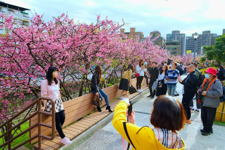 Tempat Melihat Bunga Sakura Taiwan - LOHAS Park