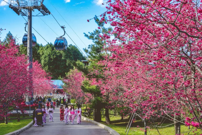 Tempat Melihat Bunga Sakura Taiwan - Sun Moon Lake