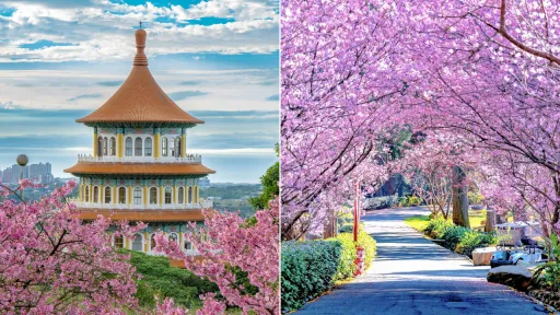 image for article 13 Tempat Tarbaik Melihat Bunga Sakura Saat Liburan Musim Semi di Taiwan