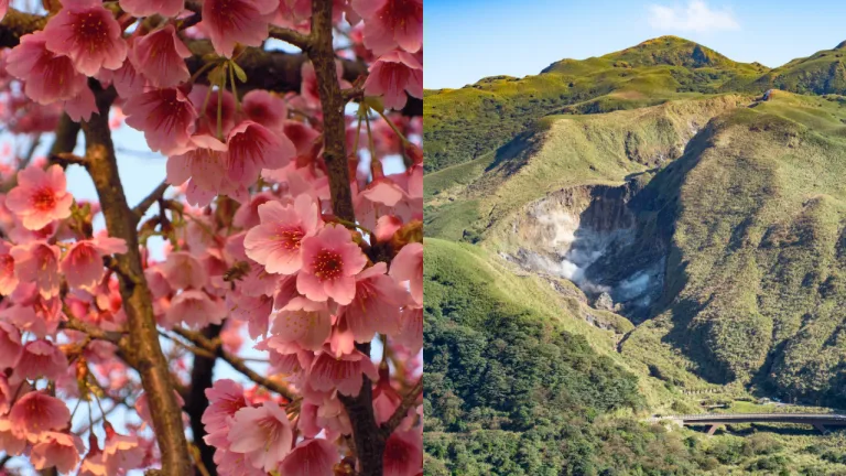 Tempat Melihat Bunga Sakura Taiwan - Yangmingshan National Park 