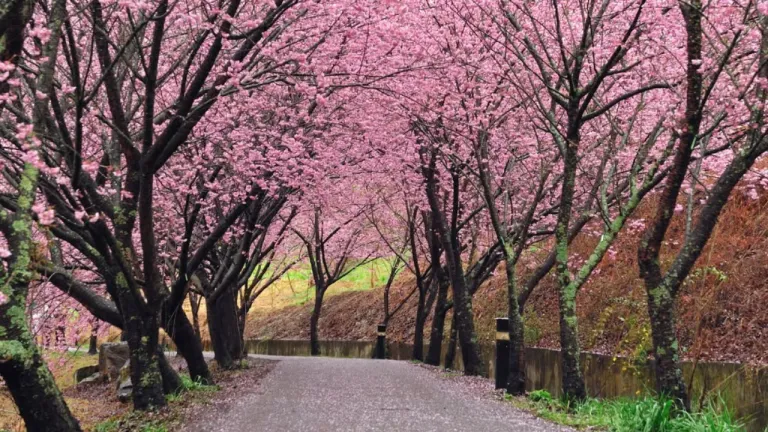 Tempat Melihat Bunga Sakura Taiwan - Wuling Farm 