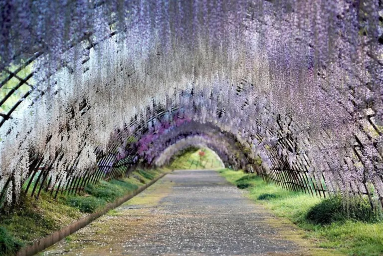 Taman Bunga Jepang - Kawachi Fujien Garden