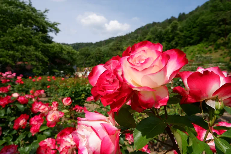 Taman Bunga Jepang - Higashizawa Rose Garden