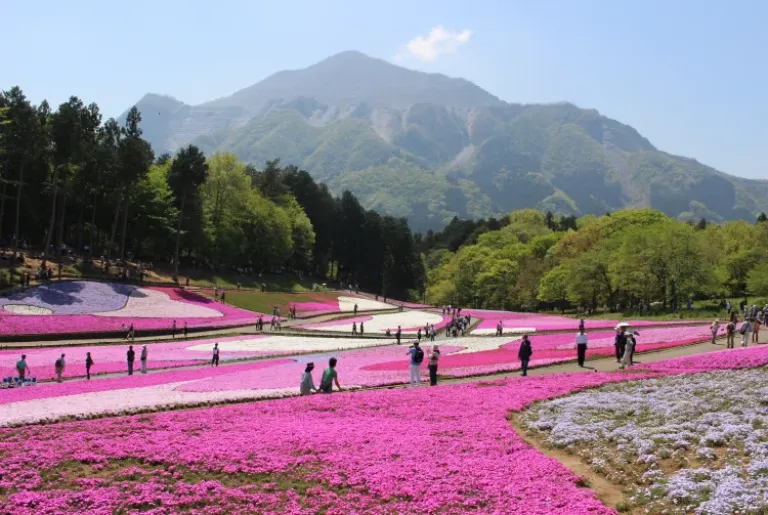 Taman Bunga Jepang - Hitsujiyama Park 