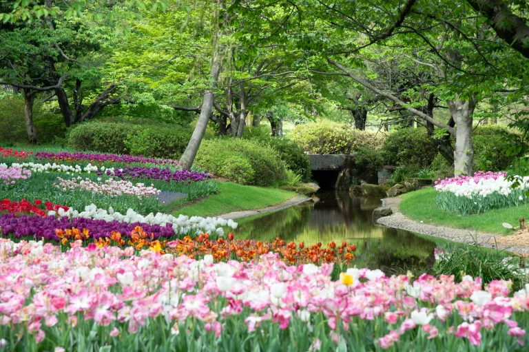 Taman Bunga Jepang - Showa Kinen Park