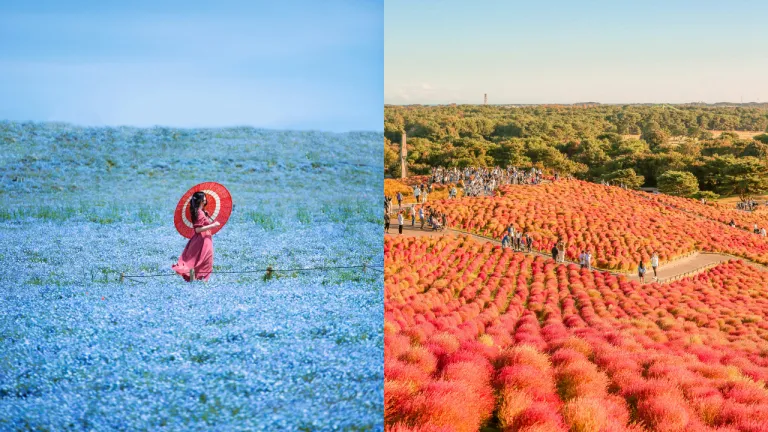 Taman Bunga Jepang - Hitachi Seaside Park