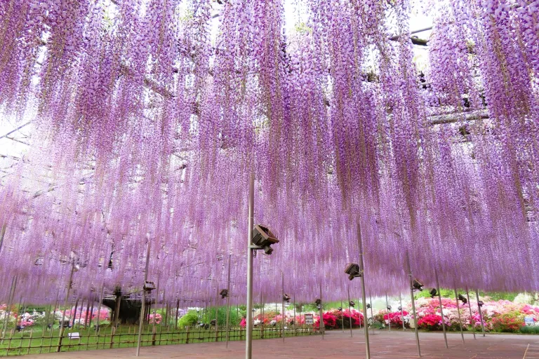 Taman Bunga Jepang - Ashikaga Flower Park