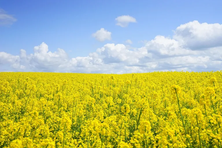 Taman Bunga Jepang - Yokohama Fields